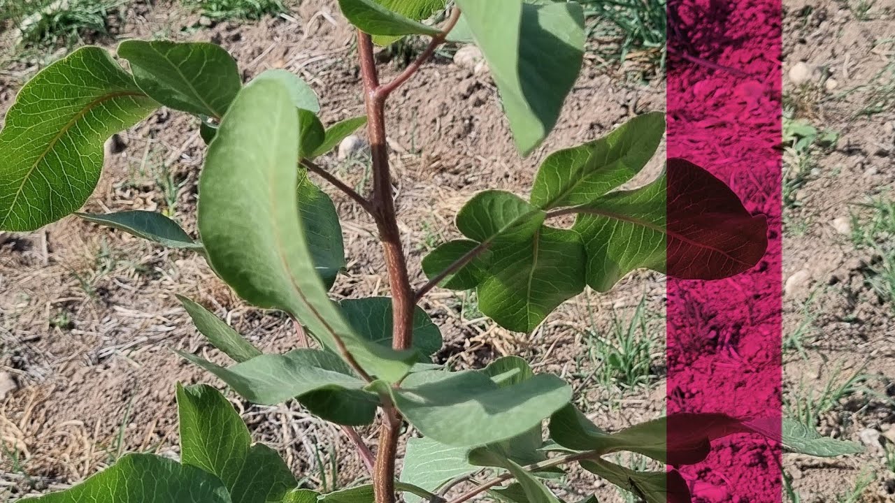 ÜRETİMİN HER SAFHASINDA ARAZİDE OLMAYA DEVAM !!!