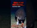深海で寿命400年以上の生物が激撮される…#uma #未確認生物 #未確認生命体