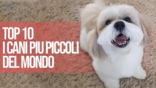 Top 10 Cani Piu' Piccoli Del Mondo