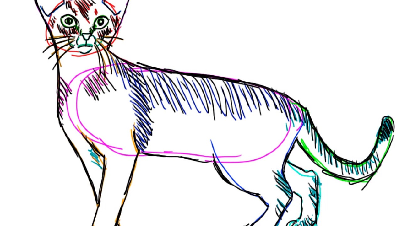 Download Abyssinian Cat Drawing - Cat and Dog Lovers