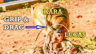 OMG!! DANGER!! Kara grips baby Lucas's tail then drags him on the ground without mom Leyla helps him