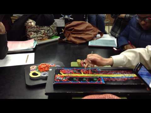 A&P Lab Urinary