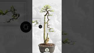 If everyone supports it, this series will continue. #nt  #bonsai #garden #art #ntbonsai