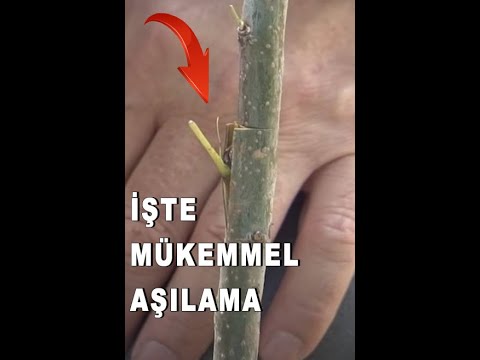 Video: Thuja nasıl telaffuz edilir