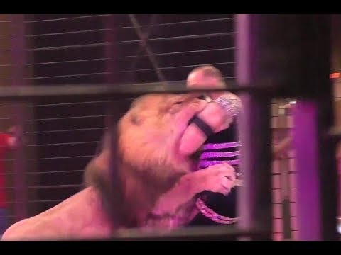 Resulta ng larawan para sa Lion trainer, attacked by lion