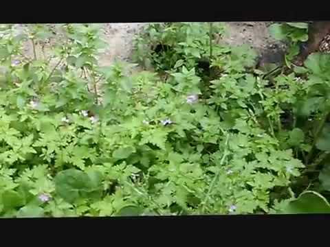 asparagus officinalis Esparragos verdes buscando