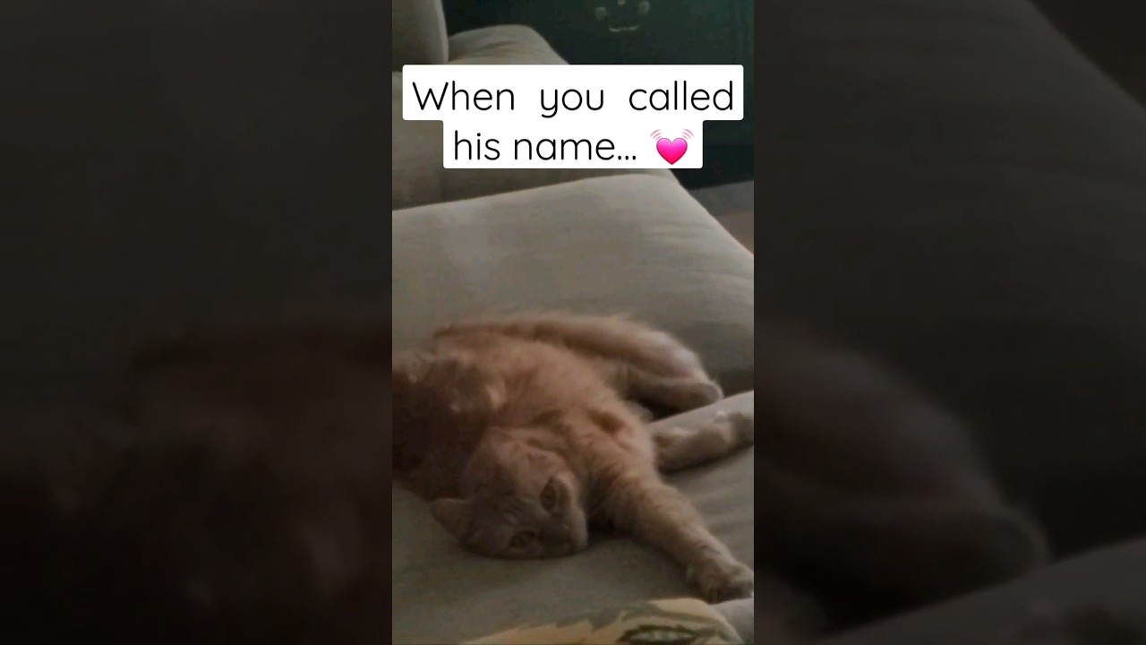 When  he heard you called his name.. 😽  