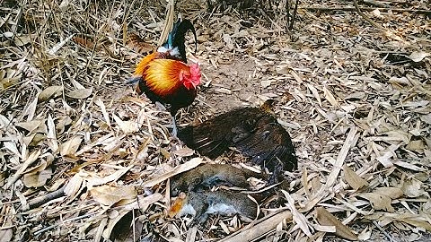 hnub no mus dib qaib tau laib poj, nas txheeb /12/3/2023/