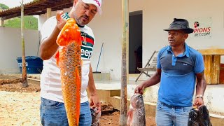 TÕE QUER PESCAR TODOS OS PEIXES DA CHÁCARA COMÉDIA SELVAGEM