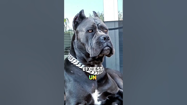 voici les trois chiens les plus dangereux au monde le troisième est turc