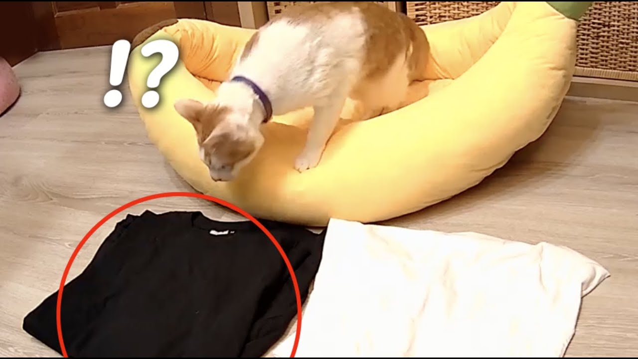 貓能找到溫暖的地方嗎？Cats like body warmer？【黃阿瑪的後宮生活】 YouTube