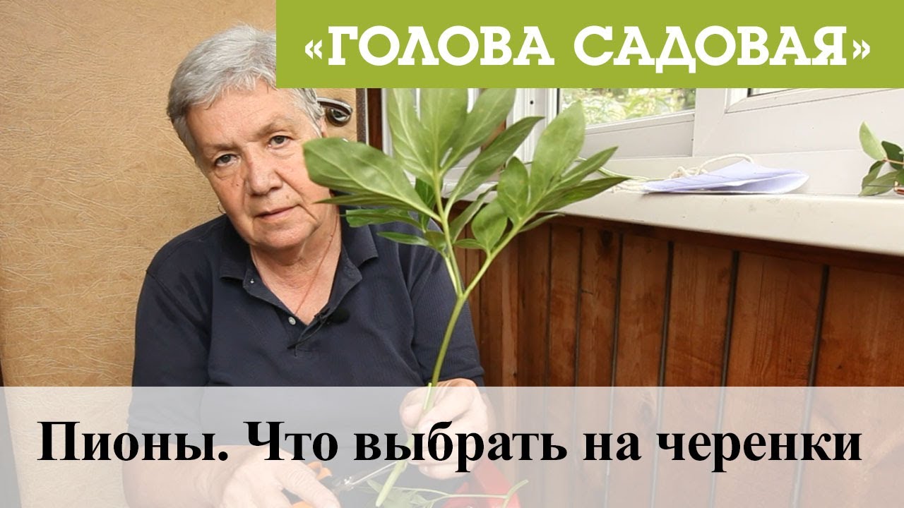 Голова Садовая 2022 Год Новые Видео