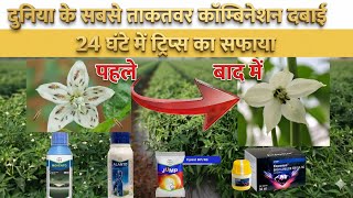 मिर्ची में ट्रिप्स कंट्रोल कैसे करें ।। Chilli trips control।। Jump insectiside, Movmento od ,
