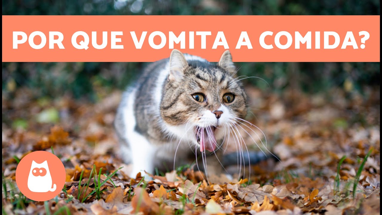Por que meu GATO está VÔMITANDO COMIDA INTEIRA não digerida? 🐱 (8 ...