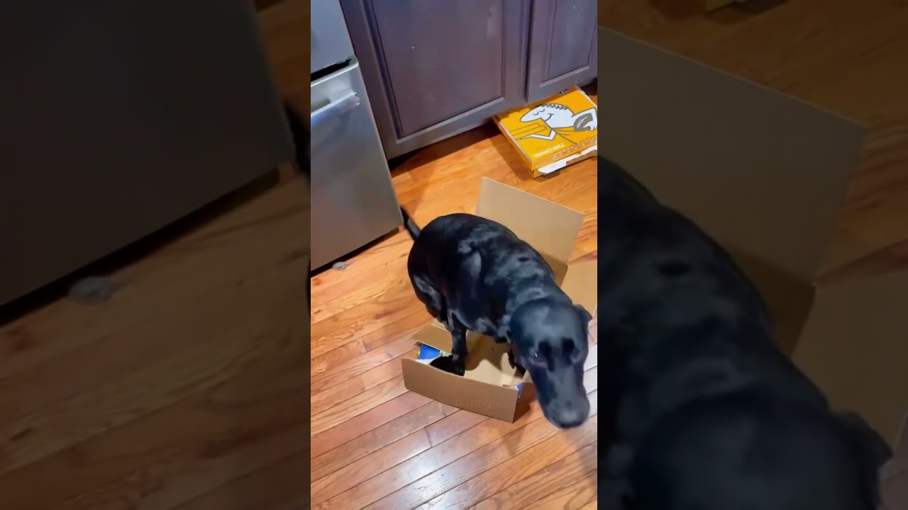 Unlucky dog🐶🤕#dog #funny #funnyvideos😂😂 #happy #dogsoftiktok #petsunited