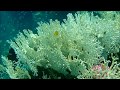 CORAL BLEACHING AM HAUS RIFF VOM LAHAMI BAY  Sept  2019