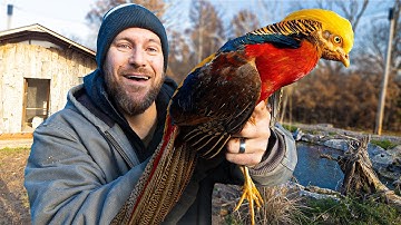 We Finally Released Birds Into the Aviary!