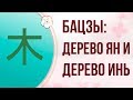 БАЦЗЫ| СТИХИЯ ЛИЧНОСТИ: ДЕРЕВО ЯН И ДЕРЕВО ИНЬ