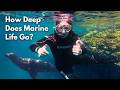 Surprisingly High Deep Marine Biodiversity in the Gulf of California with Adrian Munguia-Vega