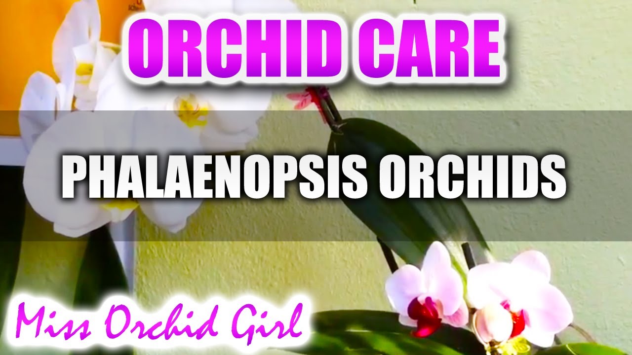 Orchid Care - Phalaenopsis Orchids 