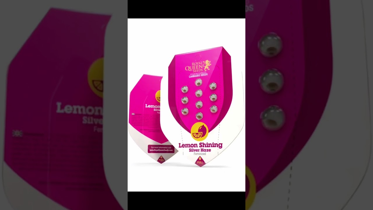 🍋Lemon Shining Silver Haze 🍋