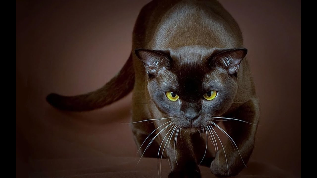 Бурманская Кошка Фото