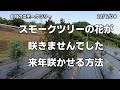 スモークツリー栽培失敗しました！申し訳ありません。