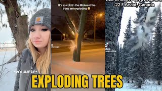 Trees Are Exploding in Cold Weather — Here’s What’s Happening