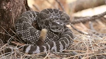 What to Do When You See a Rattlesnake in the Wild