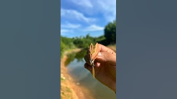 Con Mồi Giả , Nhái Bay, Nhạy Nhất Vũ Trụ ( L.k.hoa #shorts )