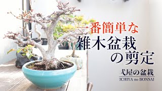 イワシデ(雑木盆栽)の剪定