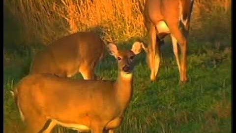 Hunting Whitetail Deer During the Seeking Phase of the Rut