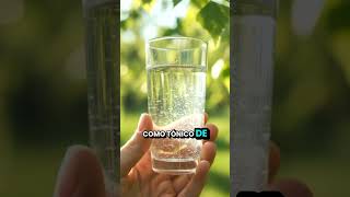 ¿Sabías que la savia de abedul es la bebida de primavera en los países bálticos?