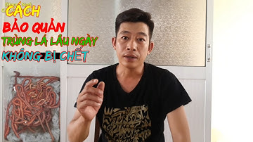 HƯỚNG DẪN CÁCH BẢO QUẢN TRÙNG LÁ SỐNG LÂU / ĐỂ CÂU HOÀI KHÔNG SAO @giangngofising