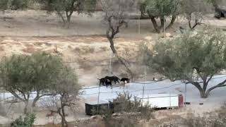 Checking on June and Her Puppies From Far Away - Takis Shelter