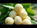 𝐖𝐇𝐈𝐓𝐄 𝐉𝐀𝐌𝐔𝐍  വെളുത്ത ഞാവൽ പഴം #fruit  #tree #gardening #sweet #shortvideo #white 