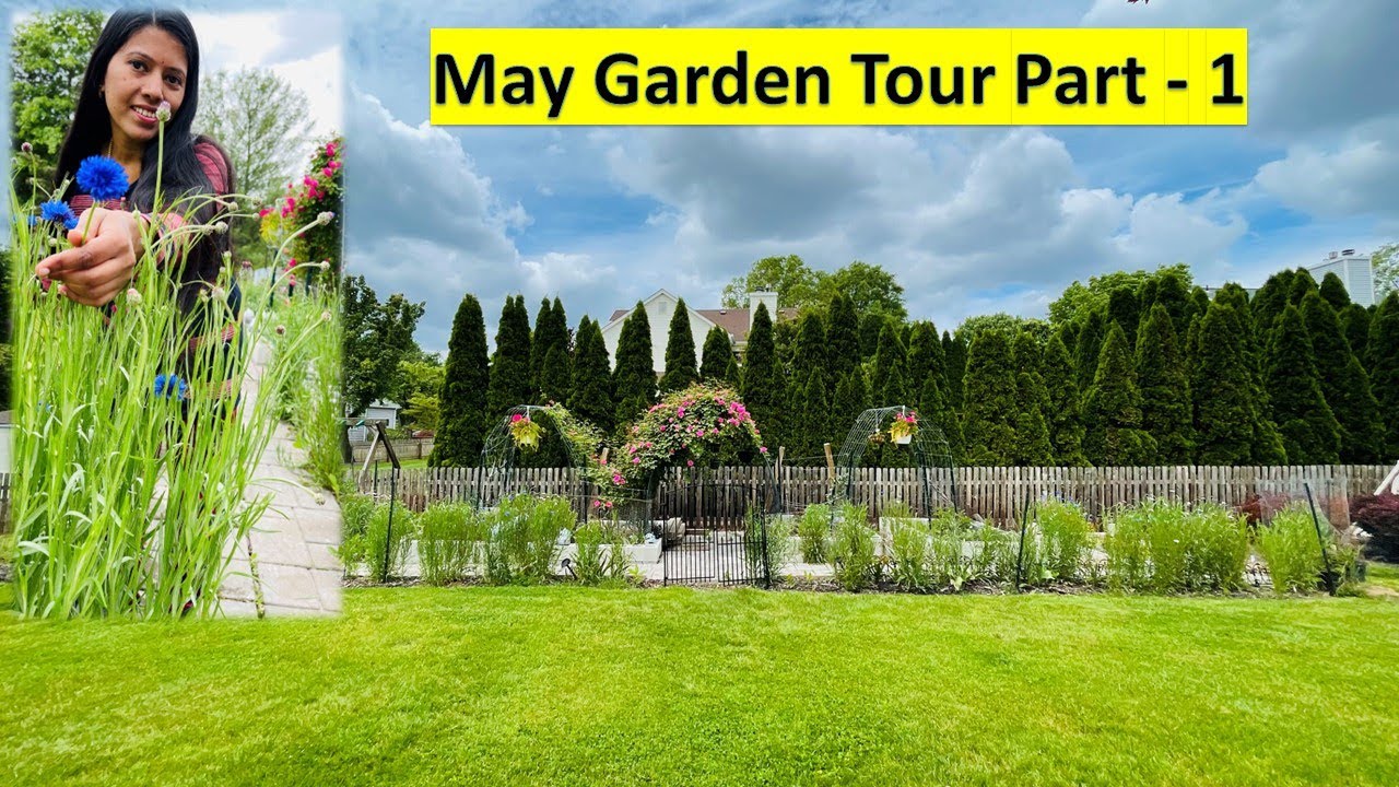 May Garden Tour Part 1 Perennial Alyssum Painted Daisy🌸🌸🌸