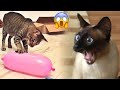 Funniest Animal Moments 2023 😂 Funniest Cats and Dogs 🐶😸 Ep 10 | Cute Buddy