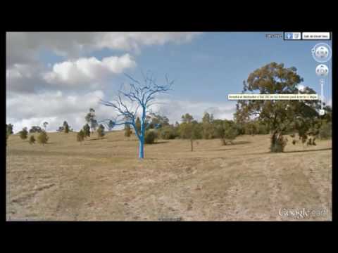 Video: ¿Existe el árbol azul?