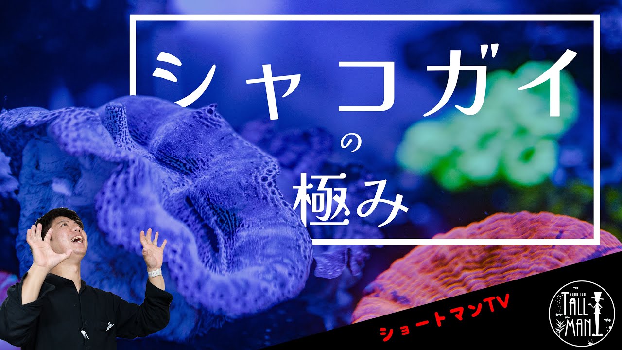 Shortman TV: The Ultimate Giant Clam! - YouTube