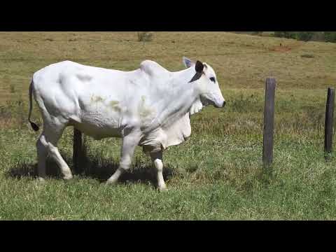 LOTE 75 A   NIVI 1294 e NIVI 1633