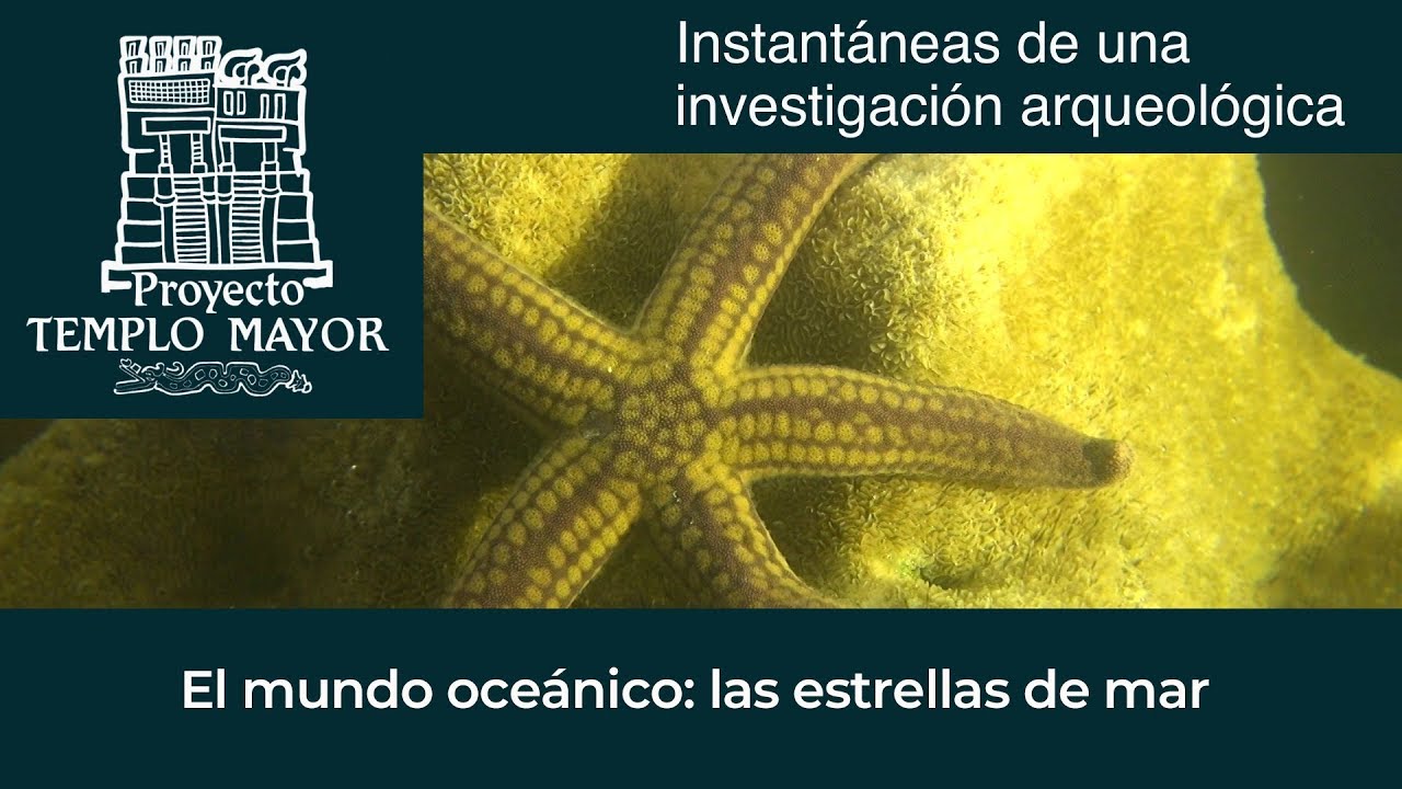 zonasinhunter El mundo oceánico: las estrellas de mar