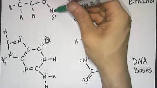Hydrogen Bonding (Intermolecular Forces)