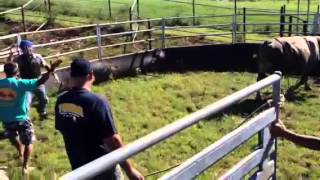 BJ Penn vs. The Bull of Hilo