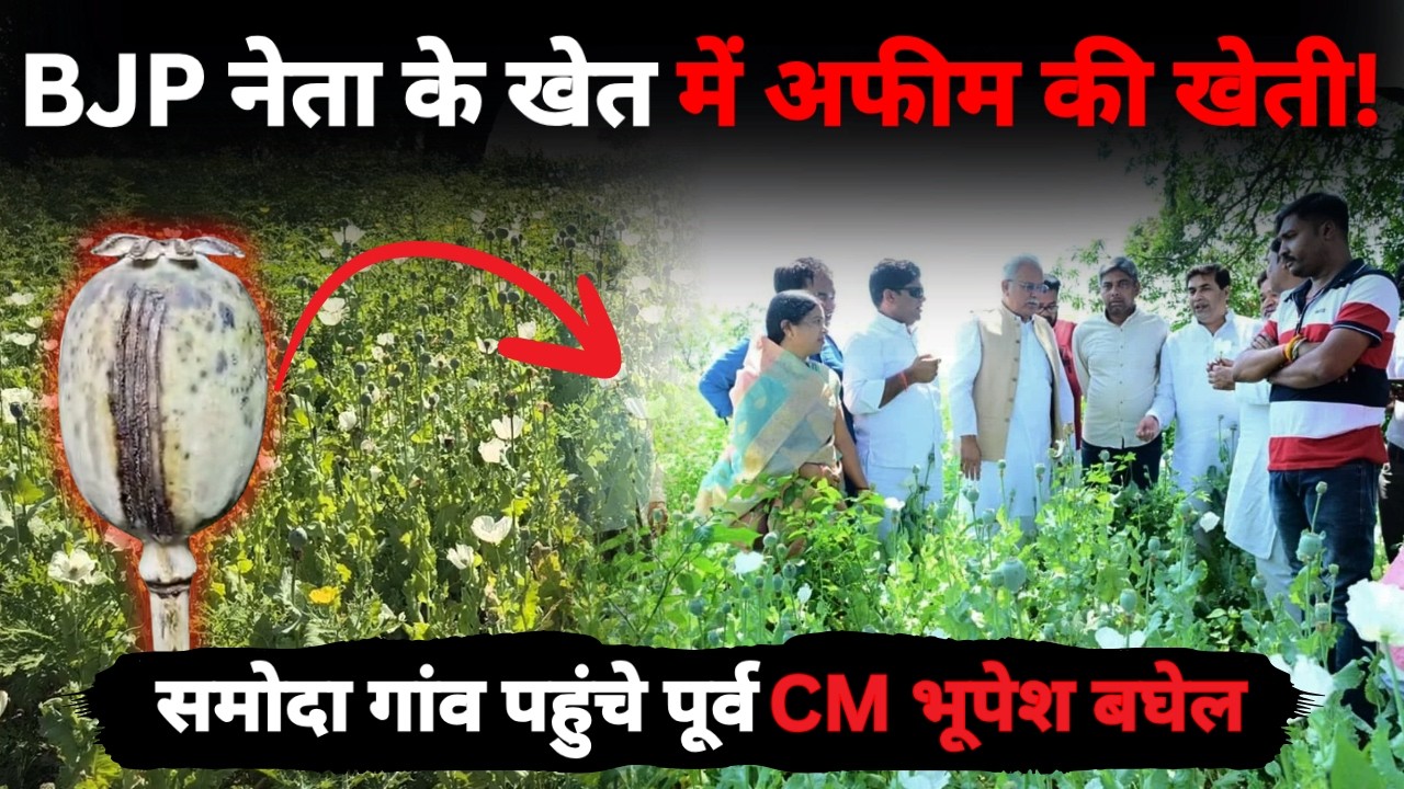 Durg में अवैध अफीम की खेती का हुआ भांडाफोड, BJP नेता का नाम आया सामने..| CHHATTIS TV |Poonam Bharti