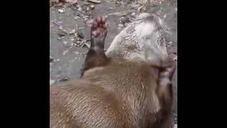 OTTER JUGGLING STONES #shorts #funny #funnyvideo [FUNNY VIDEO 2023]