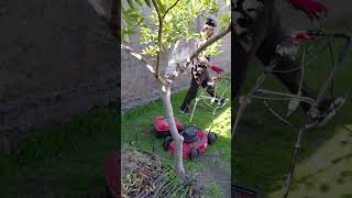 Restos de jardinería parar fertilizante orgánico ♻️ #argentina #permaculture #ecology #jardinería