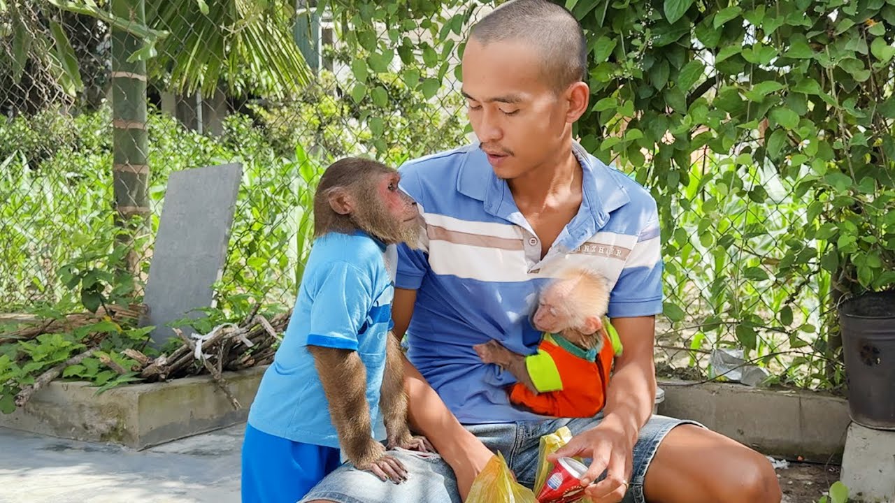 CUTIS & baby monkey begged Dad to help do unbelievable for newborn baby😯