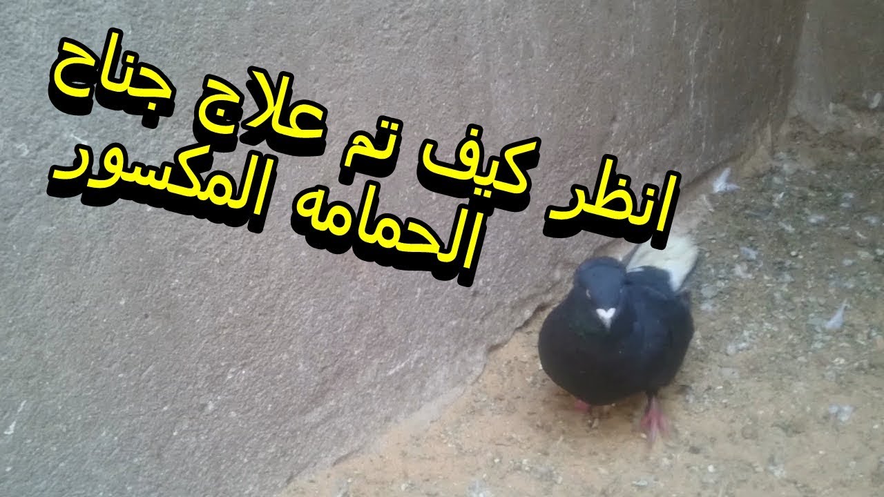 علاج حمامة جناحها مكسور