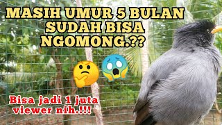 JALAK KEBO NGOMONG ASSALAMUALAIKUM